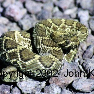 Mojave Rattlesnake