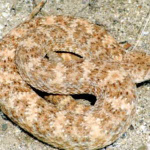Southwestern Speckled