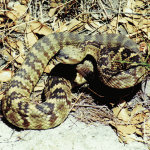 Black-Tailed Rattlesnake