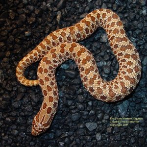 red phase western hognose