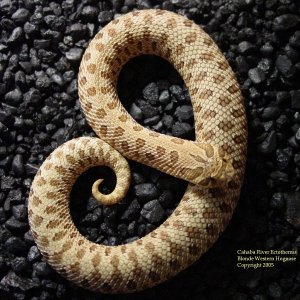 blonde phase western hognose