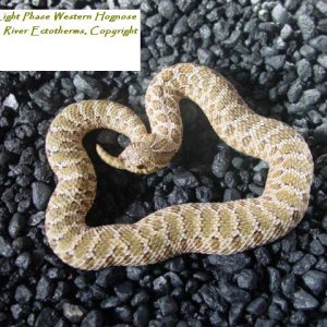 Green Light Phase Western Hognose