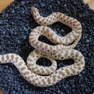 Light Phase Western Hognose pair