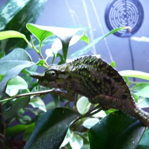 C. werneri