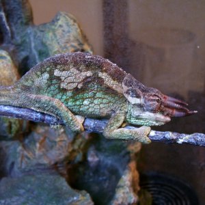 C. werneri