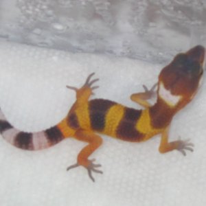 Born on April fools day 2006
