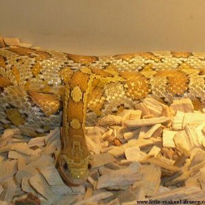 Male Caramel