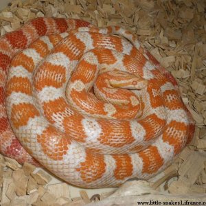 Female Candy Cane
