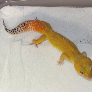 SHTCTB female