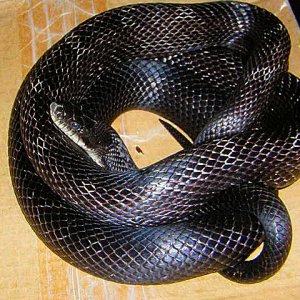 blackrat_male_sm
