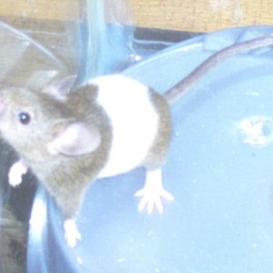 Tippy