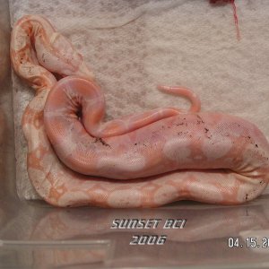 Baby #4