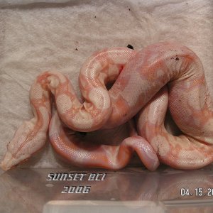 Baby #3