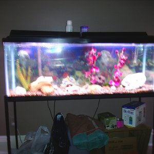 55 gal fish tank for sale