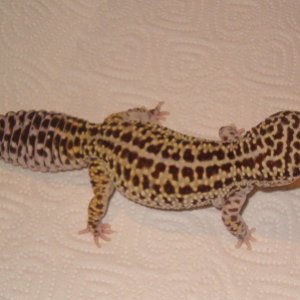 Mandisa