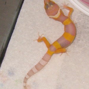 bell albino