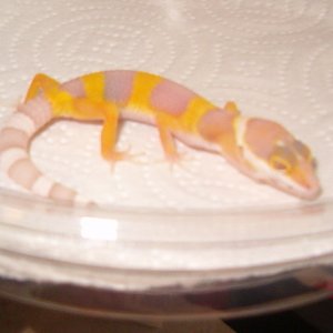 bell albino2