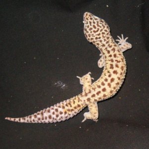 Onyx male