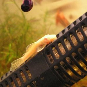 abnguptank