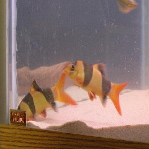 2loach