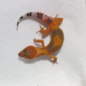"Red Head" SHTCTB female