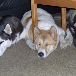 Guard Dogs