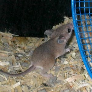 baby spiny mouse