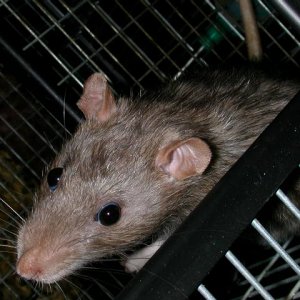 rat