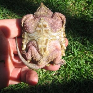 yellow shell with pinkskin