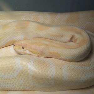 Girl abherent striped albino burm