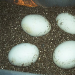 Khmua and Girls eggs 06