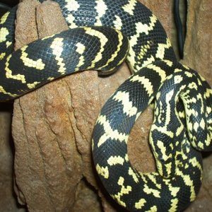 my true Jc carpet female Goeshex