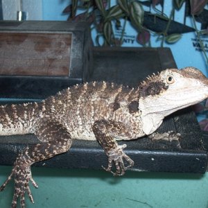 my female aussie Dracona