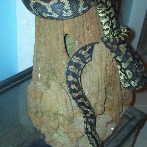 Guluru my costal /jungle cross