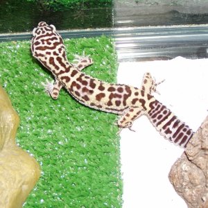 geckos002