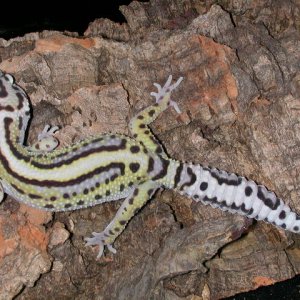 Stripe Mack snow Het Raptor.