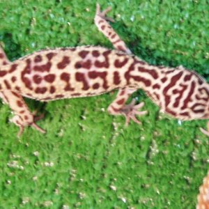 geckos2001