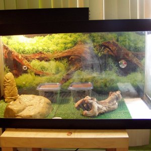 geckos2006