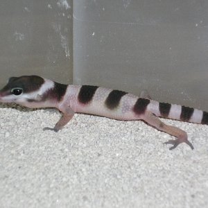 baby from Eublepharis macularius fasciolatus