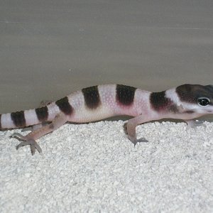 baby from Eublepharis macularius fasciolatus