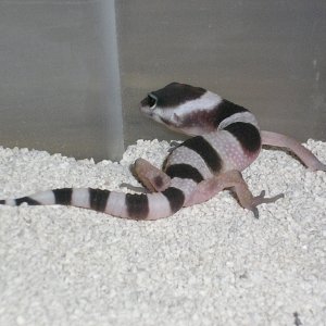 baby from Eublepharis macularius fasciolatus