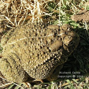 Bufo_woodhousei_australis_8