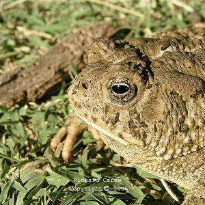 Bufo_woodhousei_australis_11