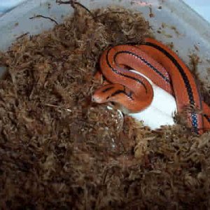 thai bamboo ratsnake