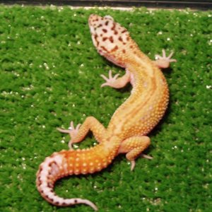 geckos016