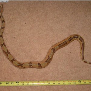 Snake Measurer 2