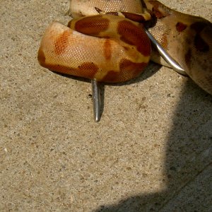 Hypo het Stripe