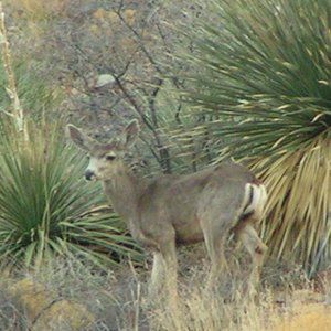 Mule deer