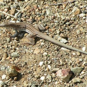 Chi_Spotted_Whiptail