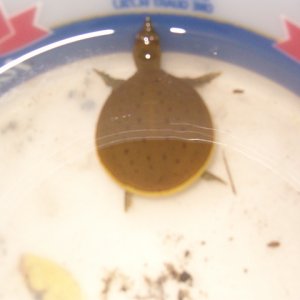 turtle2